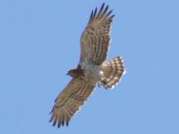 Short-toed Eagle